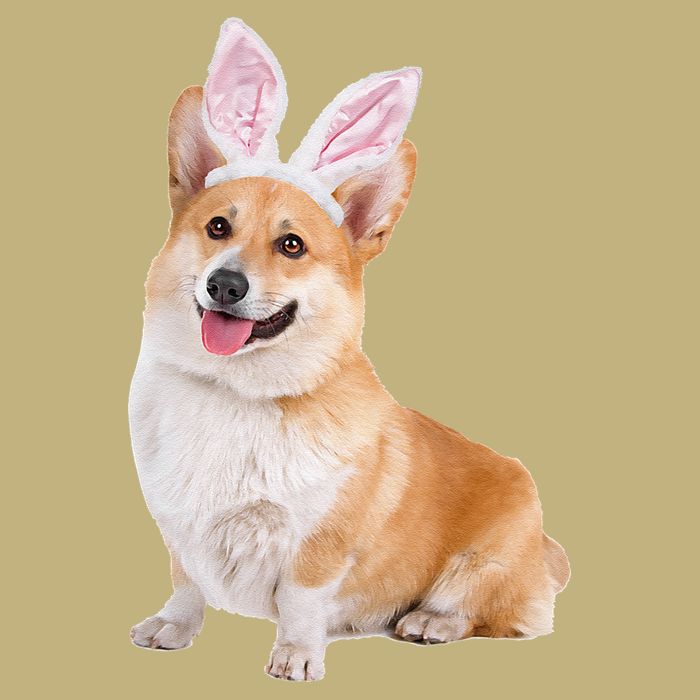 Pembroke Welsh Corgi Wearing Easter Bunny Ears Dog Button