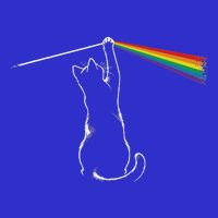Playing With Light Cat Poster