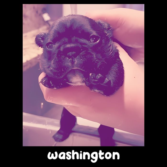 Pibble Washington Doggie Tank