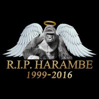 R.I.P. Harambe Our Angel In Heaven 1999-2016 T-Shirt