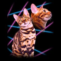 Retro 80s Eighties Lasers Double Exsposure Cat Flexfit Unipanel Trucker Cap