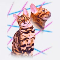 Retro 80s Eighties Lasers Double Exsposure Cat Flatbill Hat