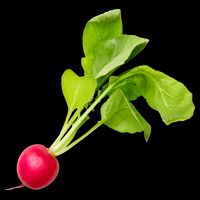Radish Premium T-Shirt