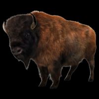 Realistic Bison 16 in Basic Backpack