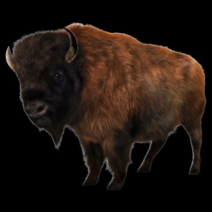 Realistic Bison 16 in Basic Backpack