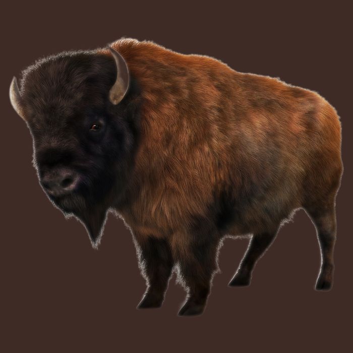 Realistic Bison Poster
