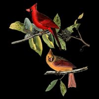 Red Cardinal Bird Male Female Gift For Cardinal Bird Lovers Gift 7-Panel Snapback Hat