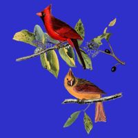 Red Cardinal Bird Male Female Gift For Cardinal Bird Lovers Gift T-Shirt