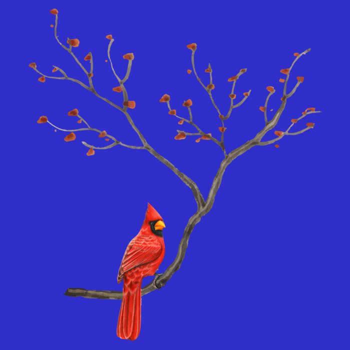 Red Cardinal Bird Lovers Birdwatching Birding Vintage Meaningful Gift Button
