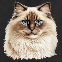 Ragdoll Cat Portrait Ragdoll Cat Head Ragdoll Cat Face Golf Towel