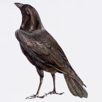 Raven Crow Vintage T-Shirt