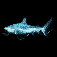 Retro Digital Polygon Shark Tall T-Shirt