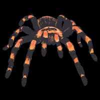 Realistic Tarantula 7-Panel Snapback Hat