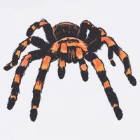 Realistic Tarantula Sustainable Bucket Hat