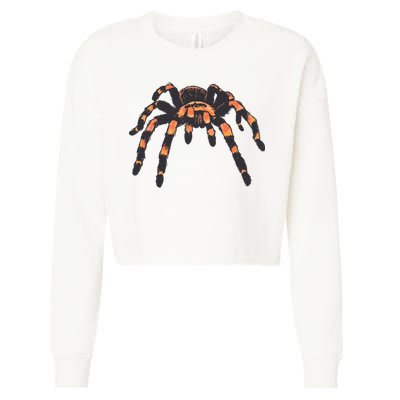 Realistic Tarantula Cropped Pullover Crew