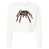 Realistic Tarantula Cropped Pullover Crew
