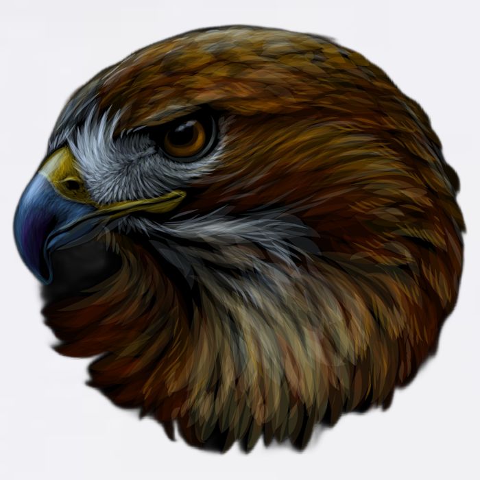 Realistic Eagle Close Up Hoodie
