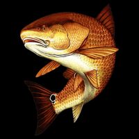 Redfish Swim Flexfit Unipanel Trucker Cap