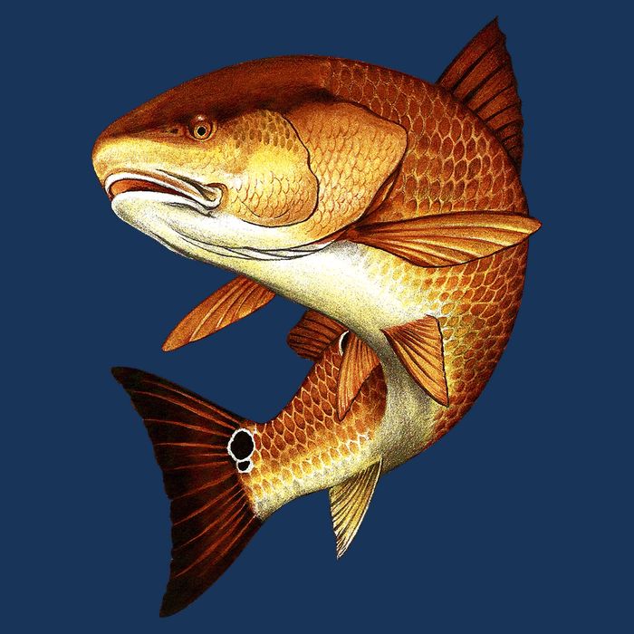 Redfish Swim Visor