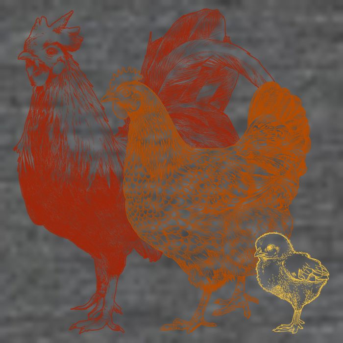 Retro Chickens Tall T-Shirt