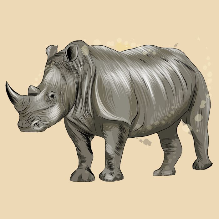 Rhinoceros From A Splash Bag