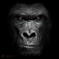 Realistic Gorilla Face Tall T-Shirt