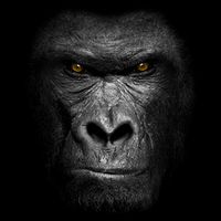 Realistic Gorilla Face Wool Snapback Cap