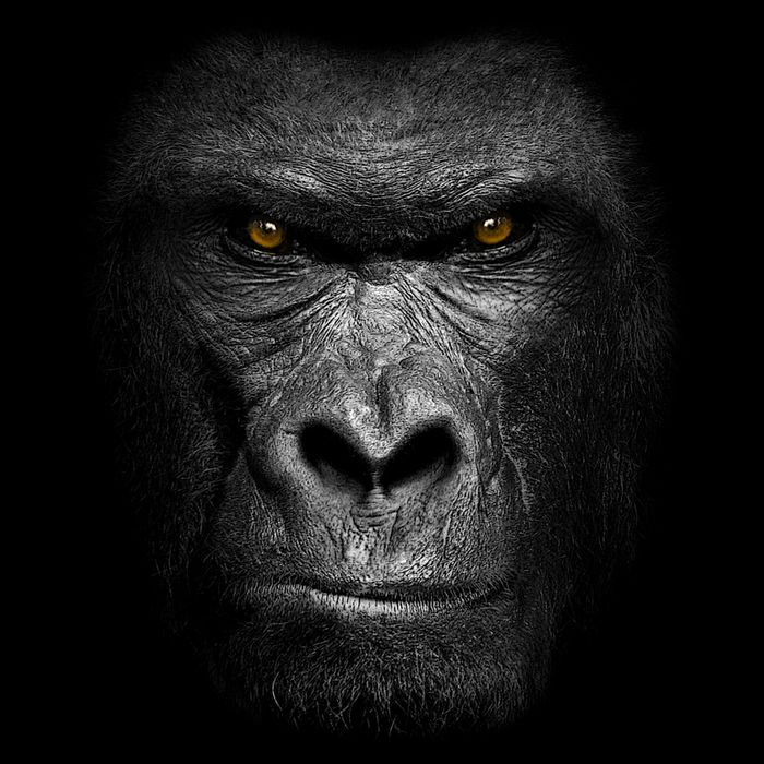 Realistic Gorilla Face Wool Snapback Cap