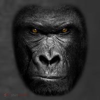 Realistic Gorilla Face T-Shirt
