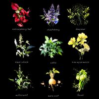Reproductive Health Herbs Herbalist Plant Lover Visor