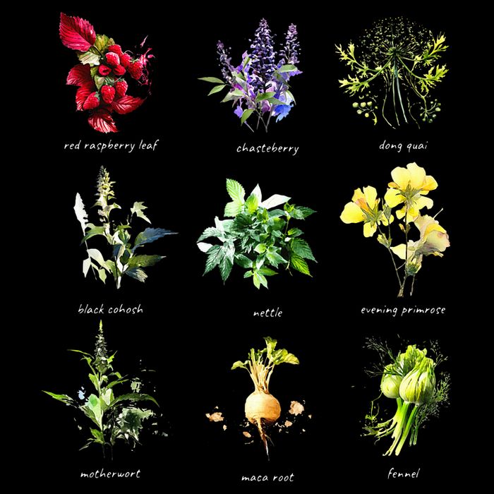 Reproductive Health Herbs Herbalist Plant Lover Visor