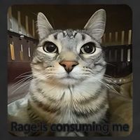 Rage Is Consuming Me Funny Meme Cat Joke Cat Lovers Adult Drive Performance Visor