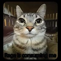 Rage Is Consuming Me Funny Meme Cat Joke Cat Lovers 16 in Basic Backpack