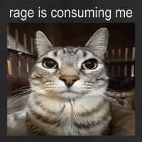 Rage Is Consuming Me Silly Staring Cat Meme Cool Comfort Performance Bucket Hat