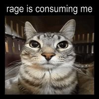 Rage Is Consuming Me Silly Staring Cat Meme Button