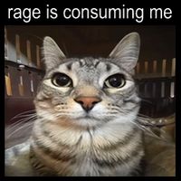 Rage Is Consuming Me Silly Staring Cat Meme Button