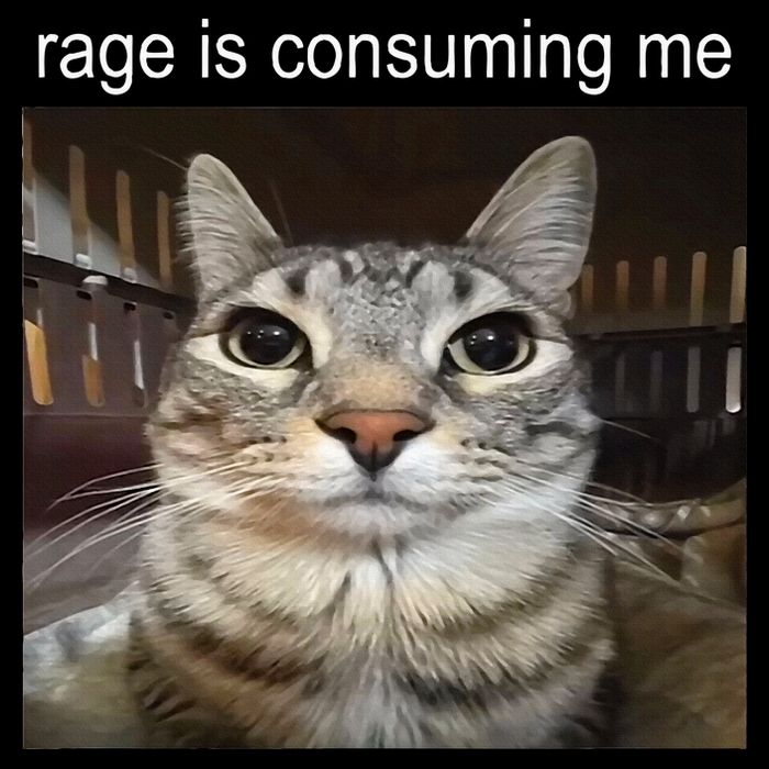 Rage Is Consuming Me Silly Staring Cat Meme Button
