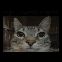 Rage Is Consuming Me Cat Meme Silly Staring Cat Funny Meme Valucap Bio-Washed Visor