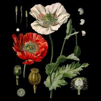 Red Poppy Botanical Poppies Red Poppy Drawstring Bag