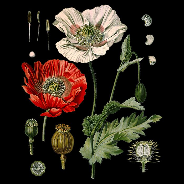 Red Poppy Botanical Poppies Red Poppy Drawstring Bag