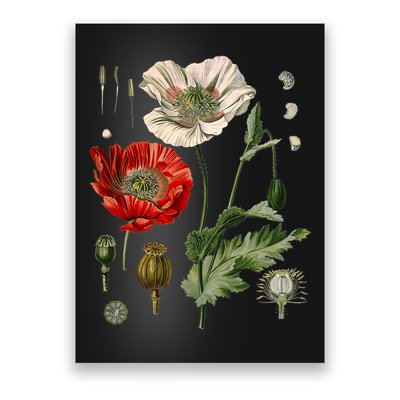 Red Poppy Botanical Poppies Red Poppy Poster