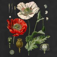 Red Poppy Botanical Poppies Red Poppy Hat