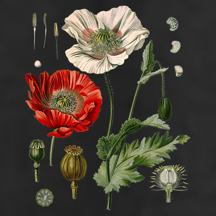 Red Poppy Botanical Poppies Red Poppy Hat