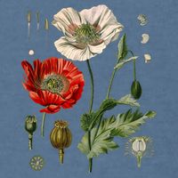 Red Poppy Botanical Poppies Red Poppy Garment-Dyed Sweatshirt