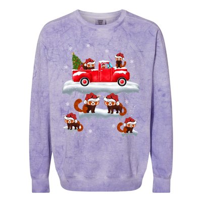 Red Panda Driving Christmas Tree Truck Red Panda Christmas Gift Colorblast Crewneck Sweatshirt