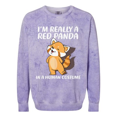 Red Panda Halloween Costume Red Pandas Colorblast Crewneck Sweatshirt