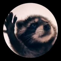 Raccoon Pedro Meme Vibing On Song Bag