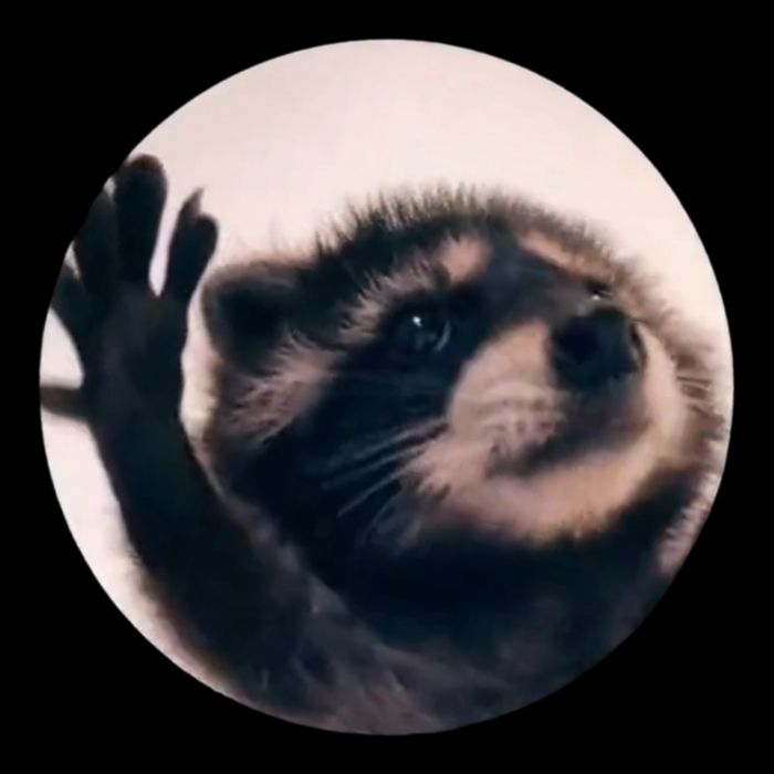 Raccoon Pedro Meme Vibing On Song Bag