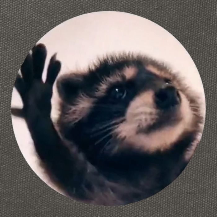 Raccoon Pedro Meme Vibing On Song Cotton Canvas Backpack