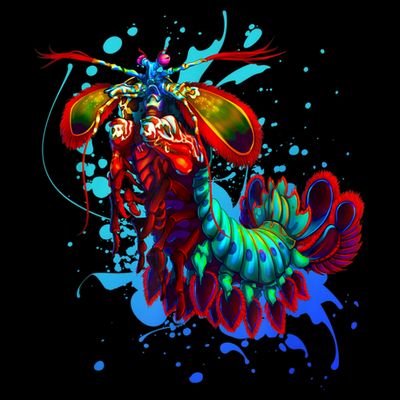 Rainbow Peacock Mantis Shrimp Blue Splash T-Shirt